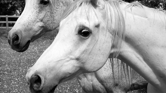 Houmard Arabians - Switzerland 2008