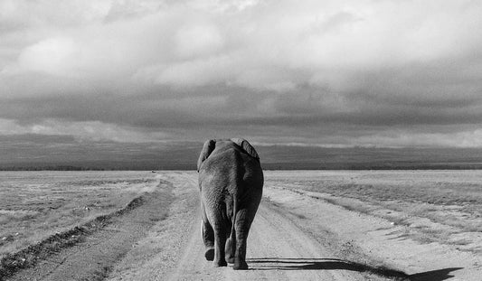Elephant walking along a long dirt path surrounded by vast open land in Kenya, with mountains far in the distance and clouds in the sky, seen from behind