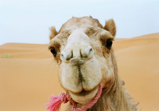 Very close up photo of a camel's face in the camera with a pink rope in its mouth, and sand dunes in the background