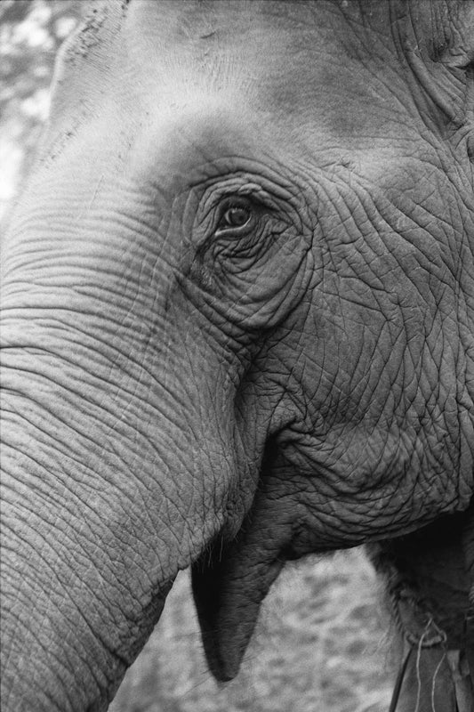 Close up of an elephant's eye and side of face, with its mouth open and wrinkled skin, wearing a surprised expression, in black and white