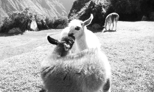 A light colored llama and a dark colored llama touching noses, with a llama grazing on brush in the back, in black and white