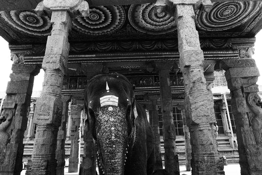 Elephant with an intricately painted face and trunk standing in between four pillars of a temple, with a mosaic design on the temple's ceiling and crown molding along its edges, in black and white