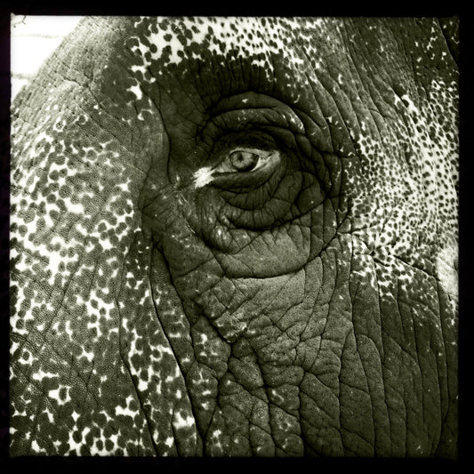 Close up of an elephant's eye and side of face, with speckled and wrinkled skin, with a blotch of white at the corner of the eye, in black and white